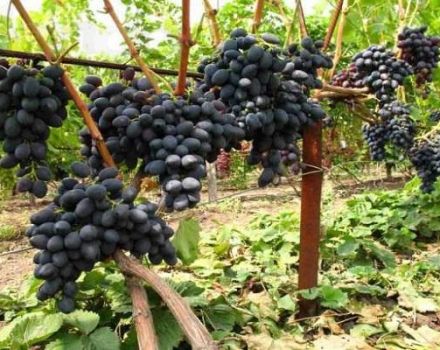 Опис црног грожђа Кисхмисх, гајење и сорте