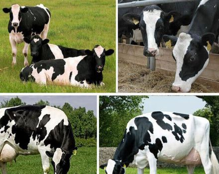 As 12 melhores e mais produtivas vacas leiteiras