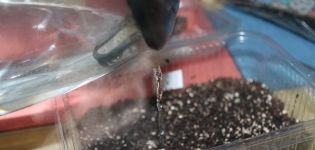 Regeln für die Verarbeitung und Aussaat von Tomaten in kochendem Wasser