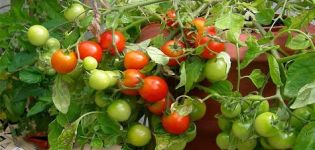 Eigenschaften und Beschreibung der Tomatensorte Sweet Kiss, deren Ertrag