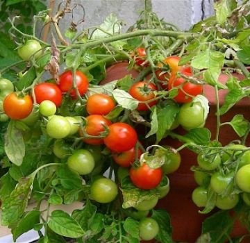 Characteristics and description of the tomato variety Sweet kiss, its yield