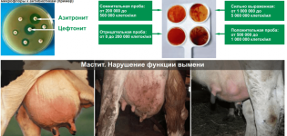 Definição de mastite subclínica em vacas e tratamento em casa