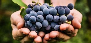Beschreibung und Feinheiten des Anbaus von Monastrell-Trauben