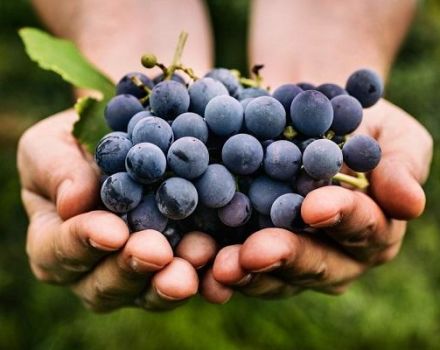 Opis i subtelności uprawy winogron Monastrell