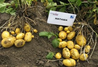 Beskrivelse af kartoffelsorten Natasha, dens egenskaber og udbytte