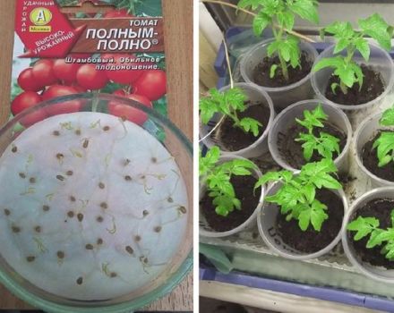 Description of the tomato variety Full-complete and its characteristics
