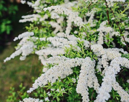 Description and the best varieties of sulfur spirea, the rules of planting and care in the open field