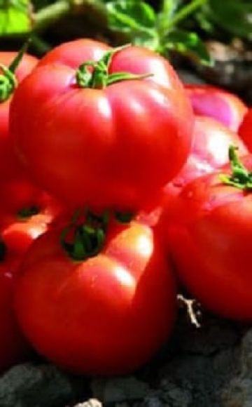 Beskrivelse af tomatsorten Sadik f1, egenskaber ved dyrkning og udbytte
