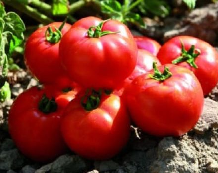 Mô tả giống cà chua Sadik f1, đặc điểm canh tác và năng suất
