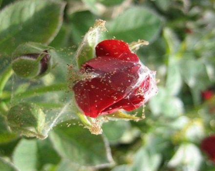 Hur man hanterar kemikalier och folkrättsmedel med spindelkvalster på rosor