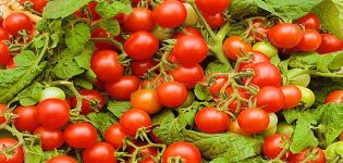 Beskrivning av Verige tomatsort, funktioner för odling och vård