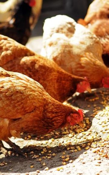 Η καλύτερη σύνθεση και αναλογίες μικτής τροφής για κοτόπουλα, μαγειρική στο σπίτι