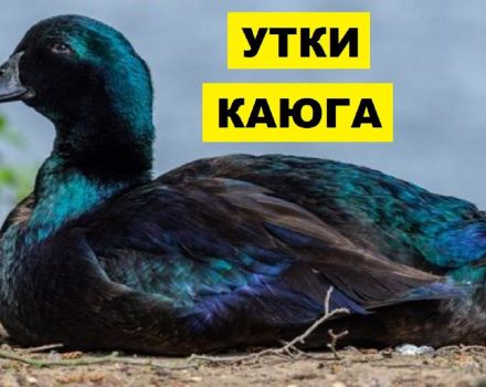 Descrição e características dos patos da raça Cayuga, os prós e os contras da sua manutenção