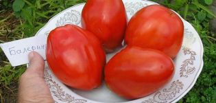 Beskrivelse av tomatsorten Ballerina og dens egenskaper