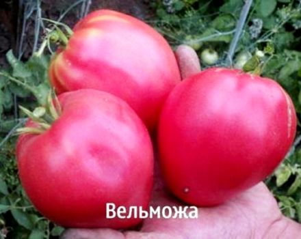 Eigenschaften und Beschreibung der Grandee-Tomatensorte und ihres Ertrags
