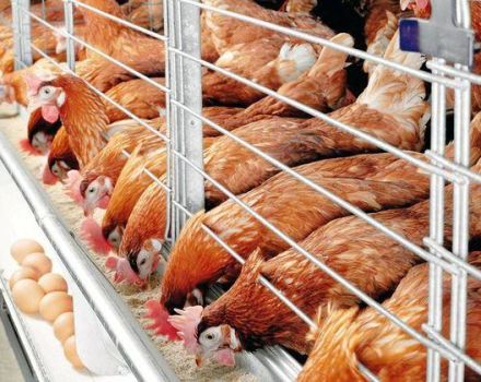Evde yeni başlayanlar için kışın tavukların bakımı ve bakımı için kurallar