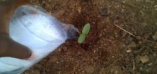 El uso y tipos de fertilizantes potásicos para pepinos.
