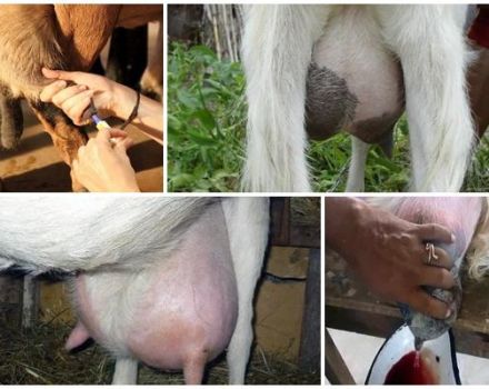 The reason for the appearance of blood in milk in a goat, what to do and methods of treatment