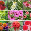 Regeln für das Pflanzen und Pflegen von mehrjähriger Echinacea, 10 besten Sorten für offenes Gelände