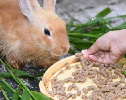 Рецепти за смесени фуражи за зайци вкъщи и дневни помощи