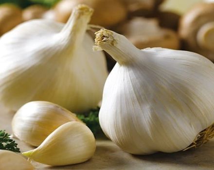 Beschreibung der Knoblauchsorte Gulliver, Merkmale des Anbaus und der Pflege