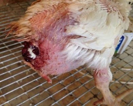 What to do if a chicken has fallen out of the oviduct, causes and treatment