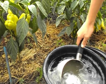 Come utilizzare calcio, potassio e nitrato di ammonio per l'alimentazione del pepe