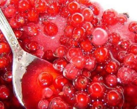 TOP 3 recipes for making red currant jam for the winter without cooking
