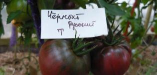 Περιγραφή της ποικιλίας, της απόδοσης και της καλλιέργειας της Μαύρης Ρωσίας τομάτας