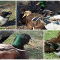 Descrição e características dos patos da raça Rouen, as regras para sua manutenção