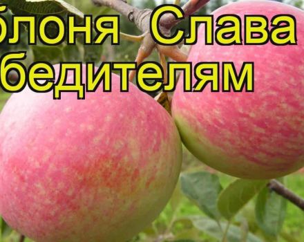 Опис и карактеристике сорте јабуке Слава победницима, узгој и брига