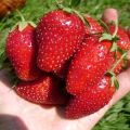 Описание и характеристики на сорта ягоди Vityaz, нюансите на отглеждане