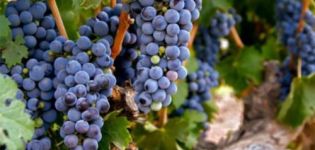 Descrição da casta Zinfandel (Primitivo), características de rendimento e resistência à geada