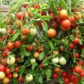 Beschreibung der Tomatensorte Alenka und ihrer Eigenschaften