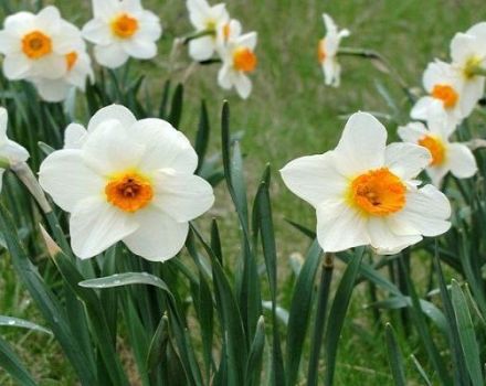 Descrizione delle varietà di narciso Abba, regole di semina e cura