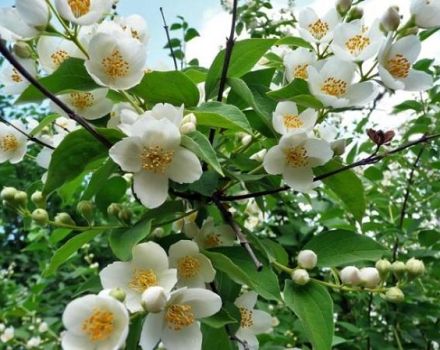 Planting and caring for jasmine, propagation of shrubs, pruning and transplanting