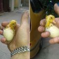 Was tun als nächstes, wenn die Entenküken bereits geschlüpft sind und warum Sie einen Brutapparat benötigen?