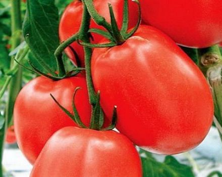 מאפיינים ותיאור של זן העגבניות בניטו