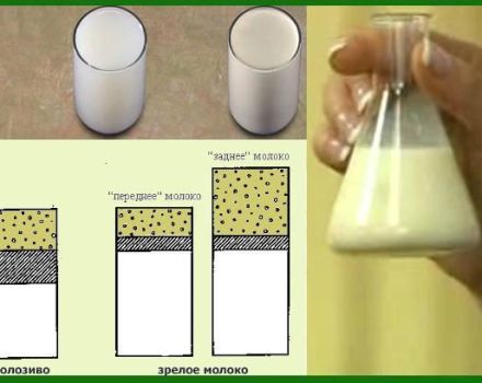 Wie kann der Fettgehalt von Kuhmilch zu Hause bestimmt werden?