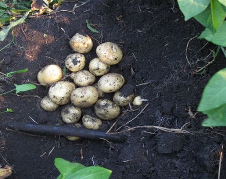 Descrição da variedade de batata Santa, suas características e cultivo