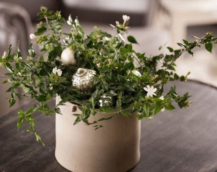 18 Arten von mehrblütigem Jasmin mit Beschreibung und Eigenschaften