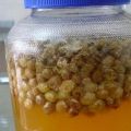 8 einfache hausgemachte Rosinenweinrezepte