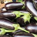 وصف صنف الباذنجان الماظ ، ميزات الزراعة والعناية