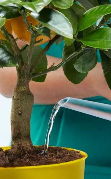 Orsaker och symtom på citronsjukdomar, hembehandling