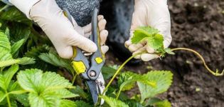 Wann und wie man Erdbeeren richtig schneidet, Timing und Schritt-für-Schritt-Anleitungen