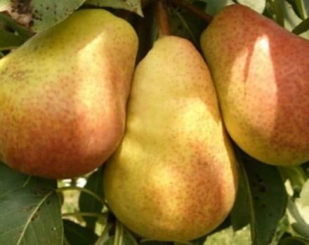 Descripción de las peras de verano, otoño e invierno, cuáles son mejores para elegir.