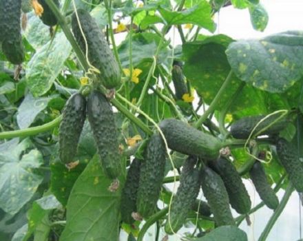 Descrição da variedade de pepino Ekol f1 e suas características