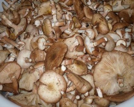 En enkel oppskrift på salting av honningplanter for vinteren i bankene