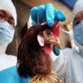 Vištų maro simptomai ir kodėl liga pavojinga, gydymo ir prevencijos metodai