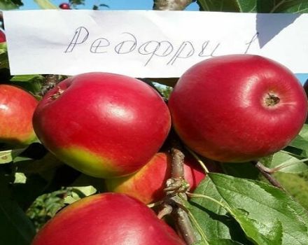 Описание на сорта Червена безплатна ябълка, предимства и недостатъци, благоприятни региони за отглеждане